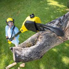 Best Hazardous Tree Removal  in Coupeville, WA