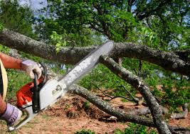 Best Tree Health Inspection  in Coupeville, WA