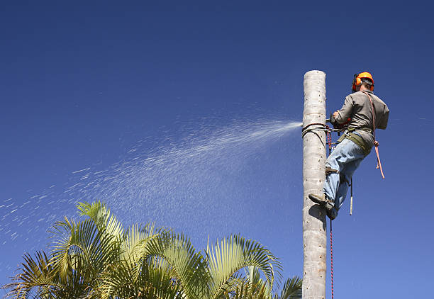 How Our Tree Care Process Works  in  Coupeville, WA